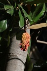 Immergrüne Magnolie (Magnolia grandiflora)