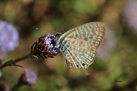 Kleiner Wanderbläuling (Leptotes pirithous)