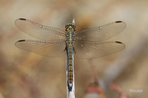 Kleiner Blaupfeil (Orthetrum coerulescens)