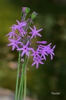 Wilder Knoblauch (Tulbaghia violacea)