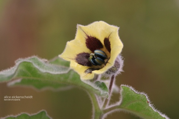 Kapstachelbeere (Physalis peruviana)