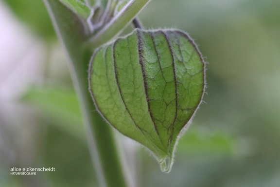 Kapstachelbeere (Physalis peruviana)