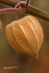 Kapstachelbeere (Physalis peruviana)