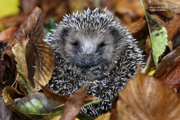 Braunbrustigel (Erinaceus europaeus)