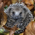 Braunbrustigel (Erinaceus europaeus)