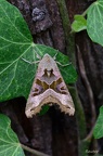 Achateule (Phlogophora meticulosa) 