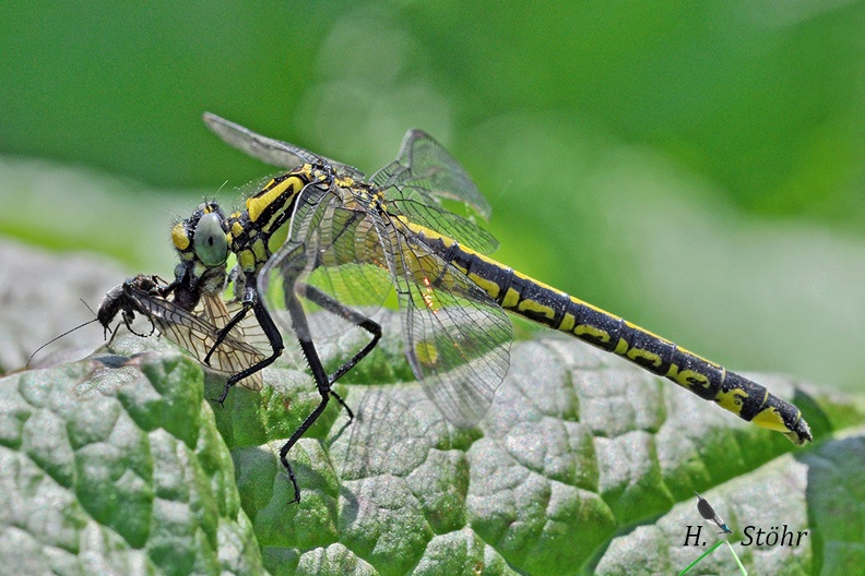 Gemeine Keiljungfer (Gomphus vulgatissimus)