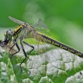 Gemeine Keiljungfer (Gomphus vulgatissimus)