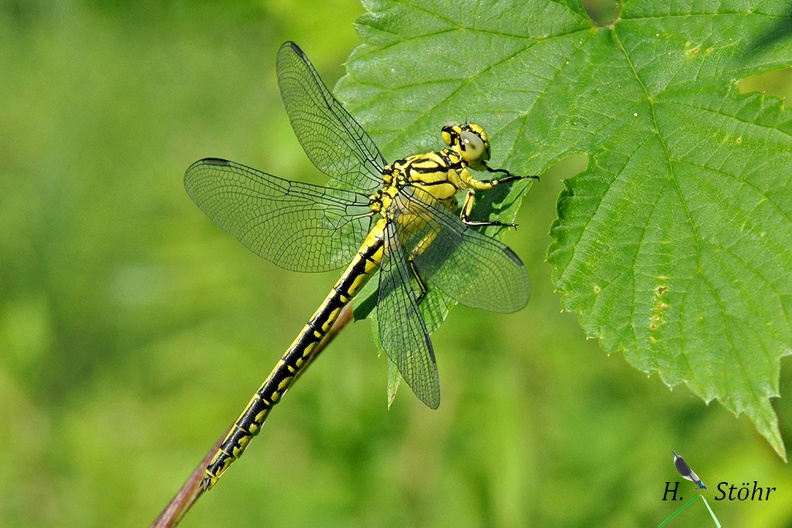 Asiatische Keiljungfer (Gomphus flavipes)