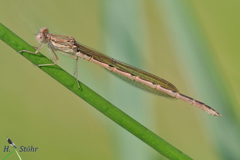 Gemeine Winterlibelle (Sympecma fusca)