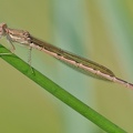 Gemeine Winterlibelle (Sympecma fusca)