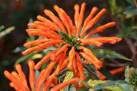 Afrikanisches Löwenohr (Leonotis leonurus)