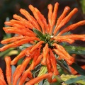 Afrikanisches Löwenohr (Leonotis leonurus)