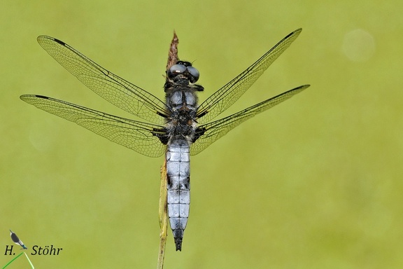 Spitzenfleck (Libellula fulva)