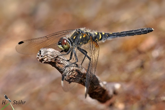 Östliche Moosjungfer (Leucorrhinia albifrons)