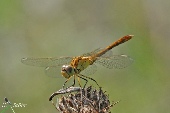 Südliche Heidelibelle (Sympetrum meridionale)