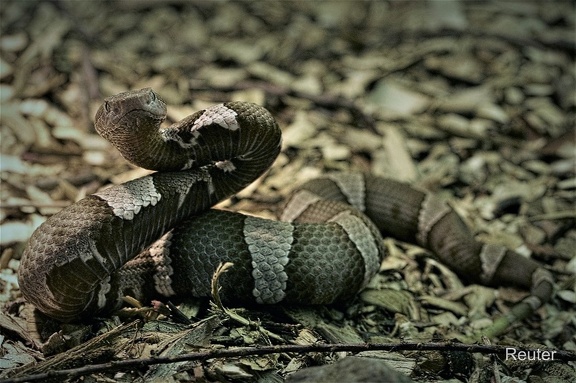 Nordamerikanischer Kupferkopf (Agkistrodon contortrix)