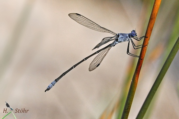 Dunkle Binsenjungfer (Lestes macrostigma)