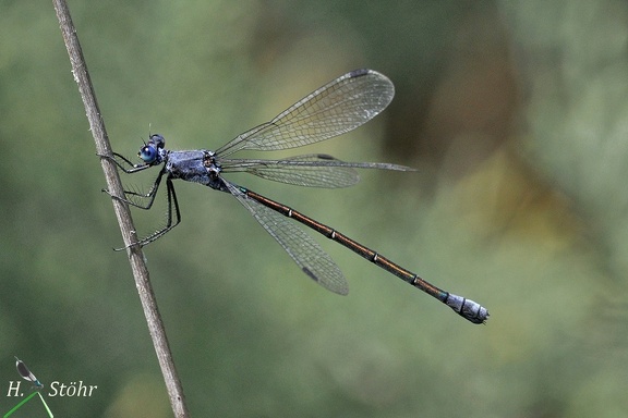 Dunkle Binsenjungfer (Lestes macrostigma)