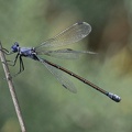 Dunkle Binsenjungfer (Lestes macrostigma)