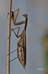 Europäische Gottesanbeterin (Mantis religiosa)