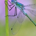 Glänzende Binsenjungfer (Lestes dryas)
