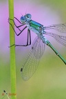 Glänzende Binsenjungfer (Lestes dryas)