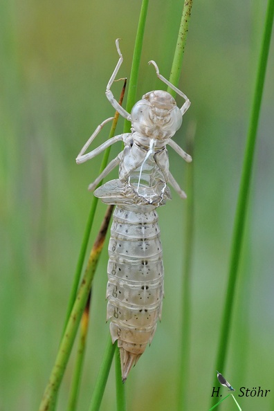 Große Königslibelle - Emperor Dragonfly (Anax imperator)
Larvenhülle (Exuvie) - Larval Case
Foto: Henrik Stöhr
Ort: Naturpark Schönbuch
Kamera: Nikon D90, 180mm 1:3,5 Macro (Tamron)
Große Königslibelle (Anax imperator).jpg