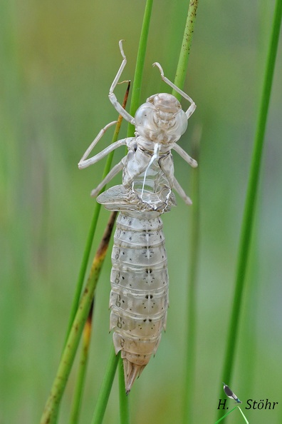 Große Königslibelle (Anax imperator).jpg