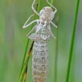Große Königslibelle (Anax imperator)