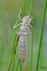 Große Königslibelle (Anax imperator)