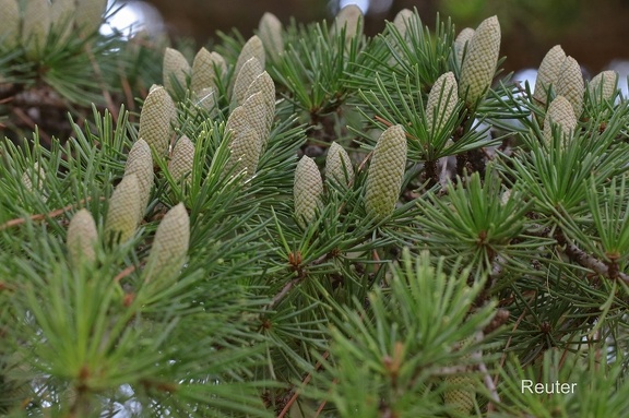 Libanon-Zeder (Cedrus libani)