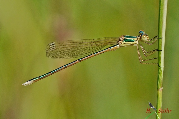 Südliche Binsenjungfer (Lestes barbarus)