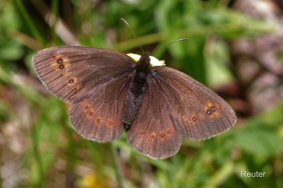 Mandeläugiger Mohrenfalter (Erebia alberganus)