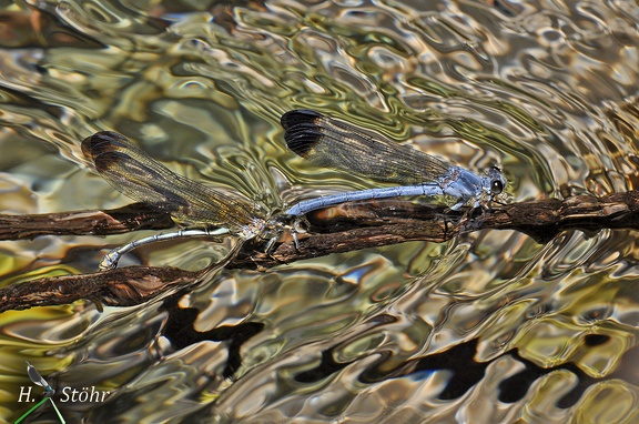 Blaue Orientjungfer (Epallage fatime)