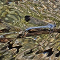 Blaue Orientjungfer (Epallage fatime)