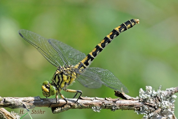 Kleine Zangenlibelle (Onychogomphus forcipatus)