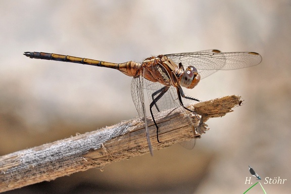 Rahmstreif Blaupfeil (Orthetrum chrysostigma)