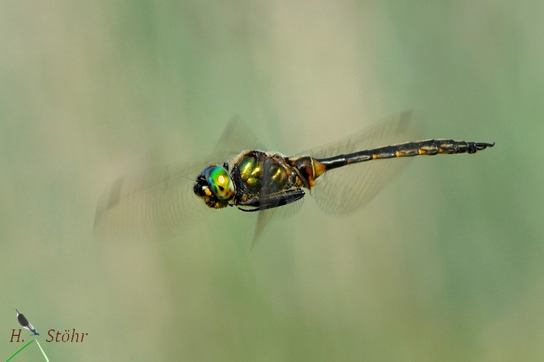 Gefleckte Smaragdlibelle - Yellow-Spotted Emerald (Somatochlora flavomaculata)
Männchen - Male
Foto: Henrik Stöhr
Ort: Landau a. d. Isar
Kamera: Nikon D90, 180mm 1:3,5 Macro (Tamron)
Somatochlora flavomaculata.jpg