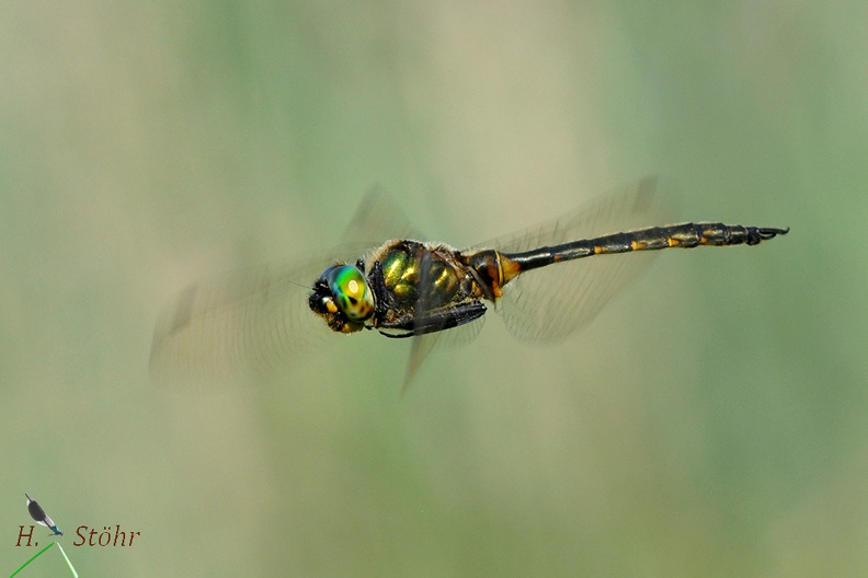 Gefleckte Smaragdlibelle (Somatochlora flavomaculata)