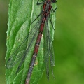 Frühe Adonislibelle (Pyrrhosoma nymphula)