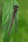 Frühe Adonislibelle (Pyrrhosoma nymphula)