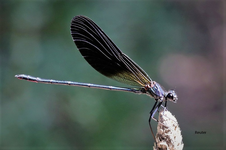 Bronzene Prachtlibelle (Calopteryx haemorrhoidalis).jpg