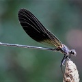 Bronzene Prachtlibelle (Calopteryx haemorrhoidalis)