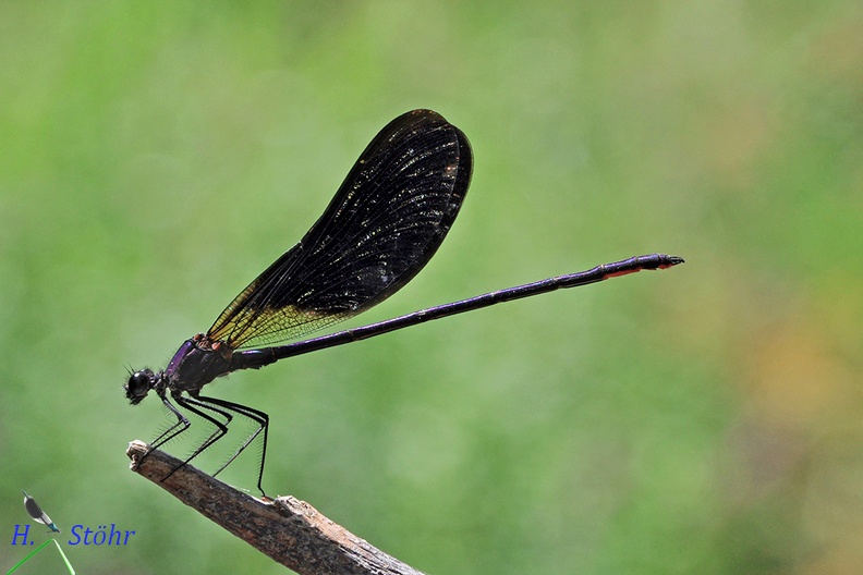 Calopteryx haemorrhoidalis.jpg