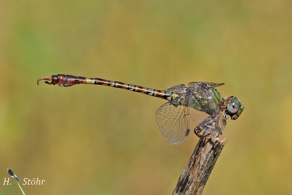 Grüne Sandjungfer (Paragomphus genei)