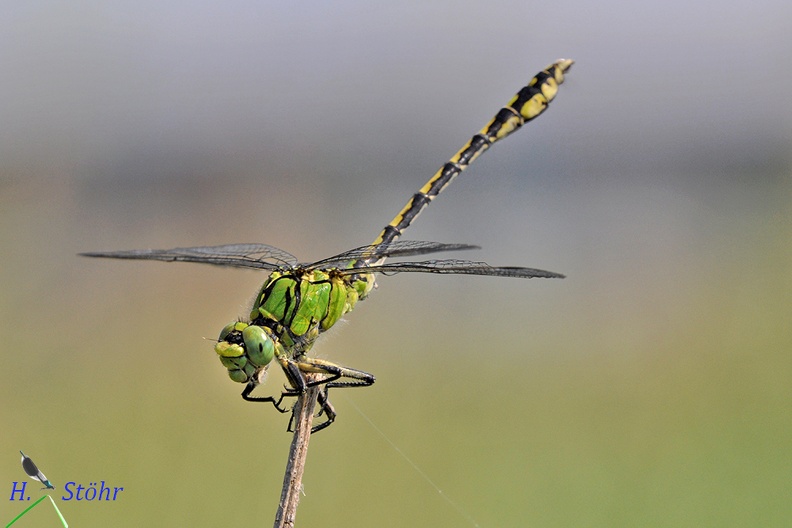 Grüne Flussjungfer (Ophiogomphus cecilia)