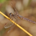 Feuerlibelle (Crocothemis erythraea)
