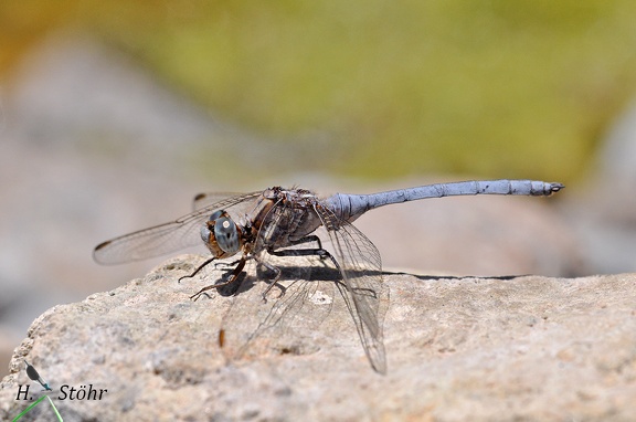Rahmstreif Blaupfeil (Orthetrum chrysostigma)