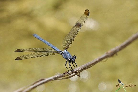 Blaue Orientjungfer (Epallage fatime)